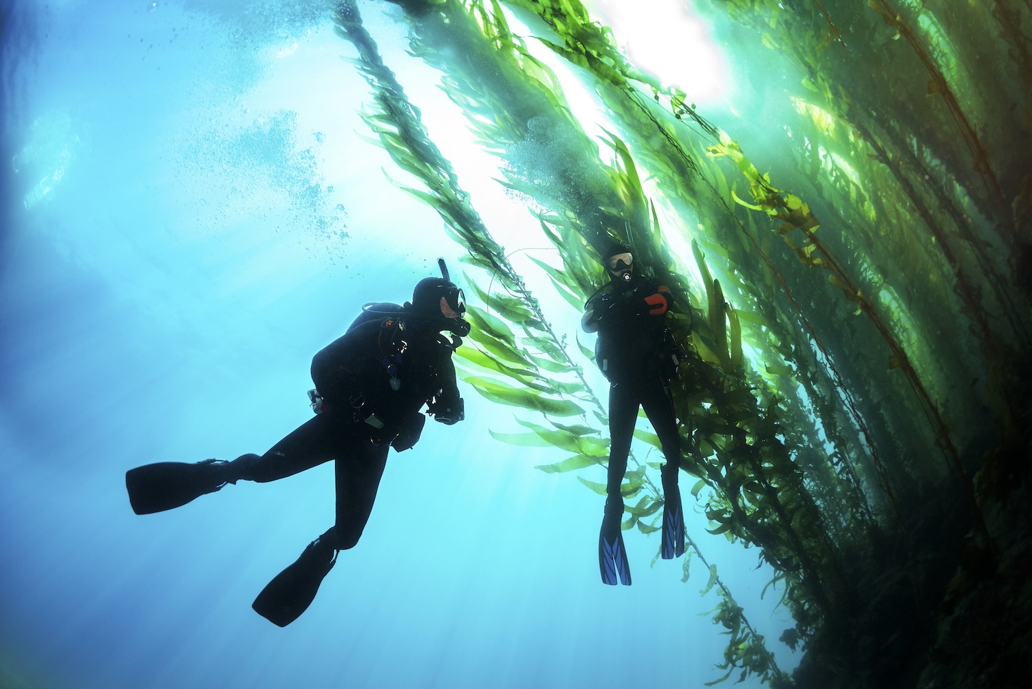 SCUBA Dive Monterey Bay